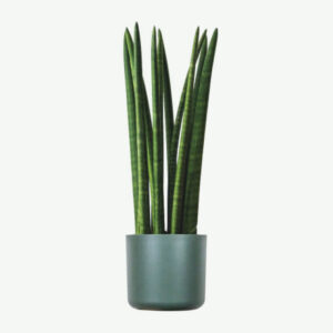 (1_60x9x8) Euphorbia Ingens