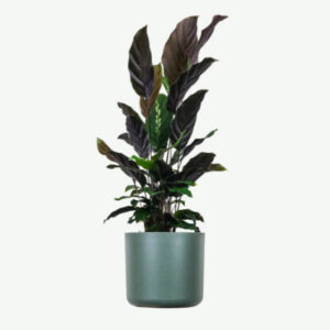 (3_30x9x8)Calathea Rufibarba