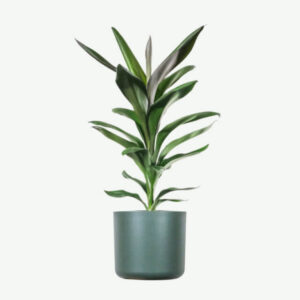 (2_60x16x4)Dracaena Lisa