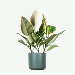 (S) Calathea Beauty Star