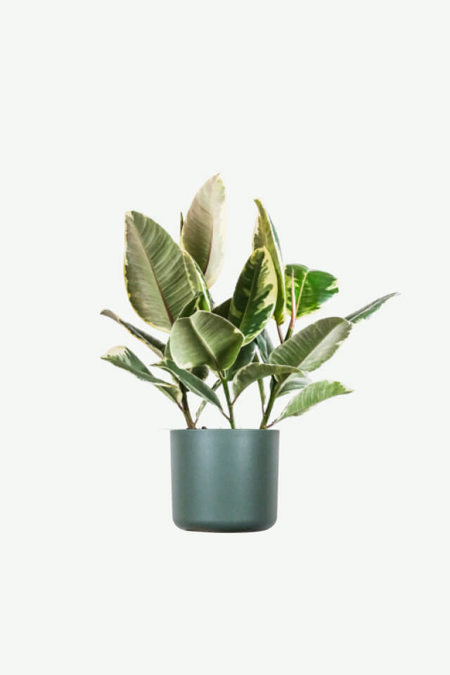 (S) Calathea Beauty Star