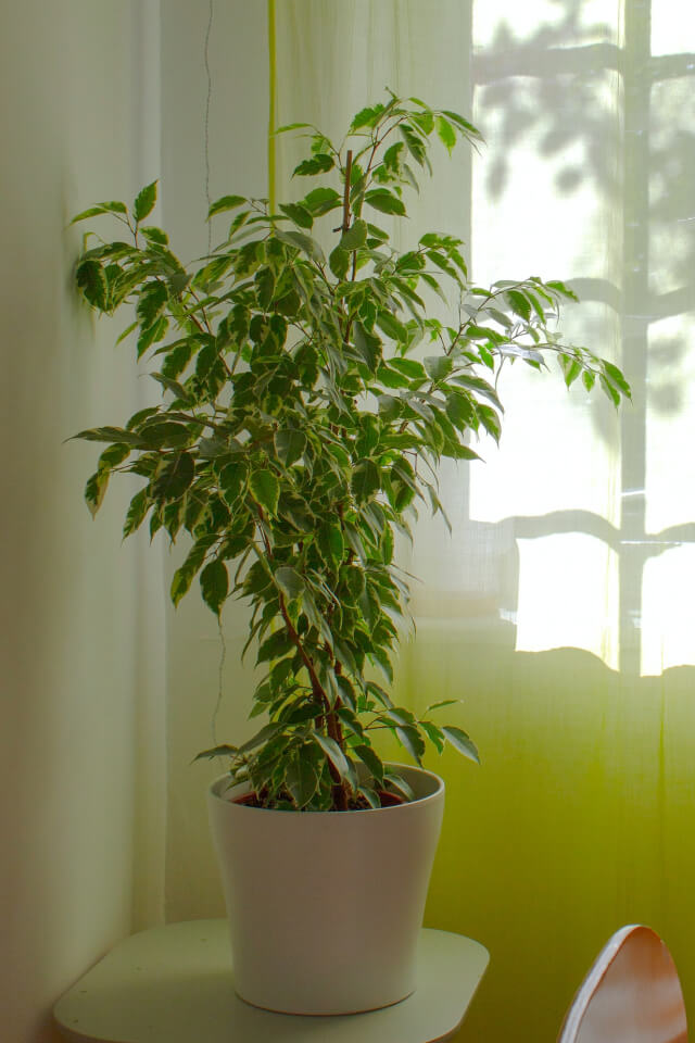 30 kg Aralia Ming - obrazek 2