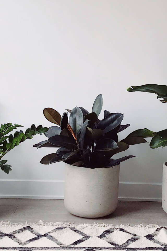 Hoya Obovatum - obrazek 2