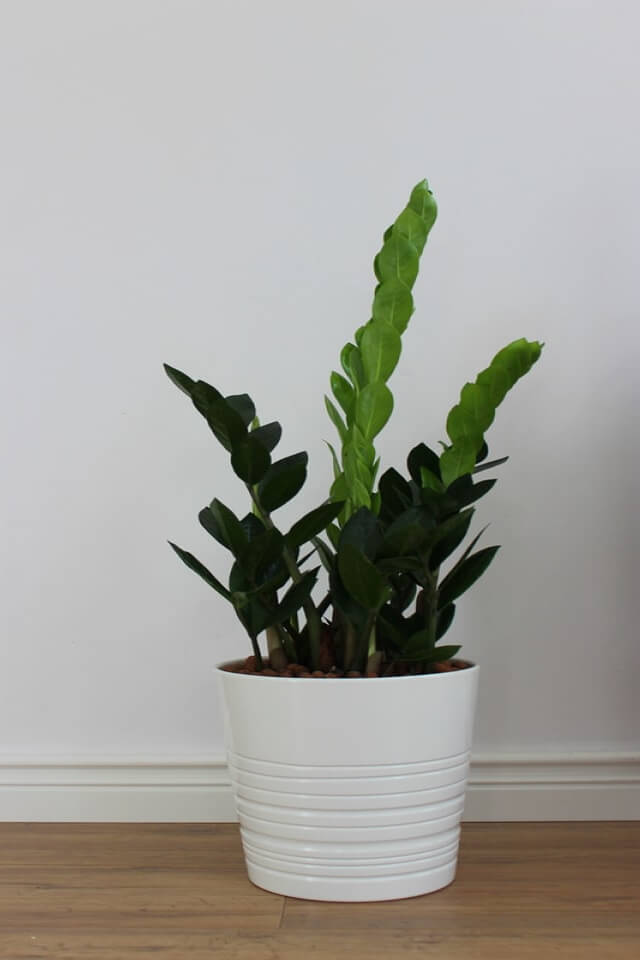 Zz Plants - obrazek 2