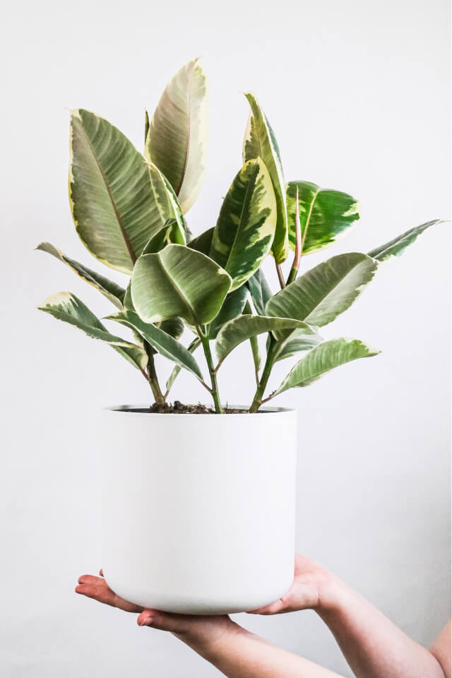 (S) Calathea Beauty Star - obrazek 2